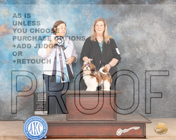 Shih Tzu #14 Sat BISBBX Judge Cindy Knox-MMJ_4342-Abilene2022-HR3
