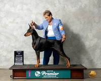 Doberman Pinscher #882 Fri BOB Judge Sandra Kowalski