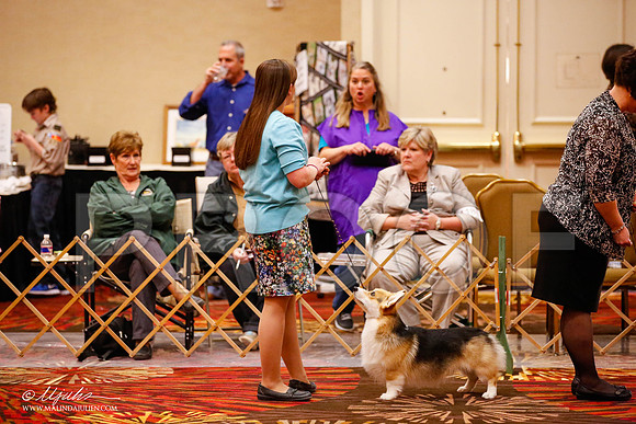 _JJ_1018-HstnCorgiFeb2015-HR3