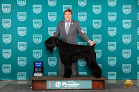 Giant Schnauzer #1141 Sun G1 Judge Tracie Karsjens