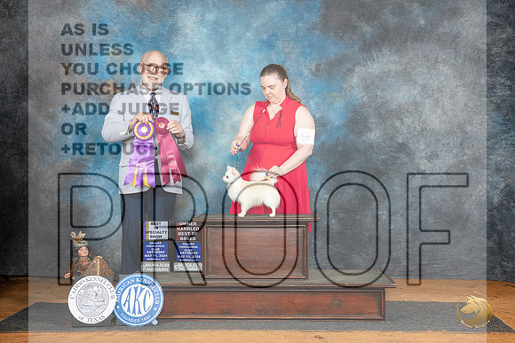 Chihuahua Long Coat #9 BISS Judge Tim Robbins__JP_8001_MARSHALL_2024_HR3