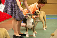 American Bully Puppy #? Ringside Sat