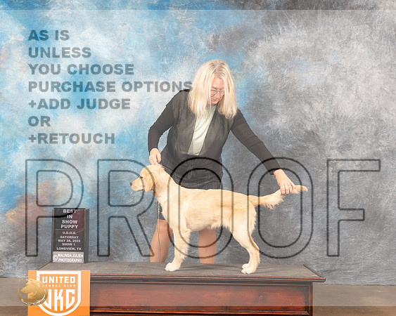 Golden Retriever #110 Sat1 BISP Judge Michelle Blackowl-ChavezMMJ_5802_Lngvw2022HR3