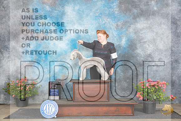 Bedlington Terrier #8 Sat BPIS Judge Wendy G Willhauck__JP_4782_San Antonio_2024_HR3
