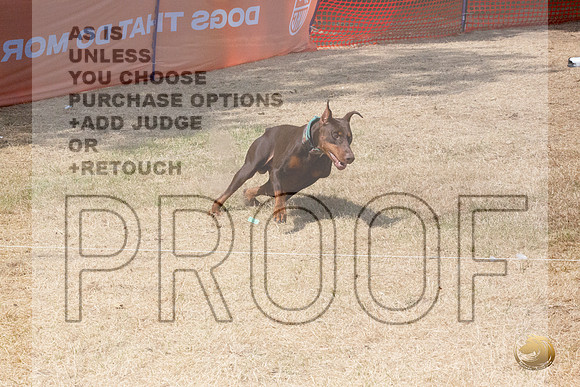 Doberman Pinscher Percision Coursing Sat Longview WA 2024_JJL_3705_Longview WA_2024_HR3