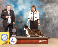 Cardigan Welsh Corgi #27 Fri SD Judge Patrick Smith