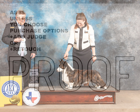 Cardigan Welsh Corgi #27 Fri SD Judge Patrick Smith-MMJ_7573-FW2022-HR3