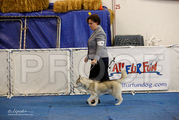 _M3_8667-AddisonHuskyMar2015-HR3