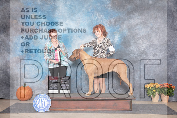 Rhodesian Ridgeback #6 Fri OHBOBBOS Judge Ann Meyer__JP_8301_Humble_2024_HR3