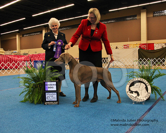 Weim-9275