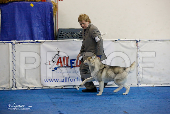 _M3_8415-AddisonHuskyMar2015-HR3