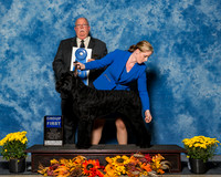 Giant Schnauzers #8 Sat G1 Reed Chris Holly Maryann Bisceglia Mike Reese Agent Alfonso Escobedo Judge Mr Douglass R Holloway Jr