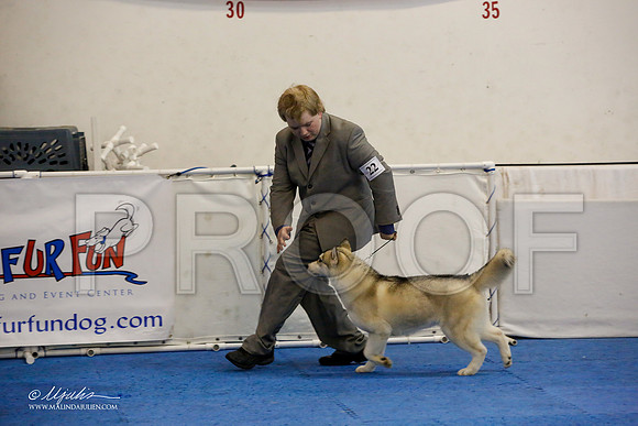 _M3_8803-AddisonHuskyMar2015-HR3