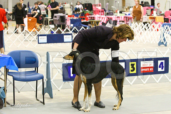 saluki-3447LR