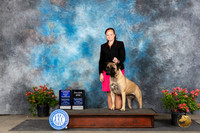 Bullmastiff #12 Fri WBBOWM Judge Wendy G Willhauck r