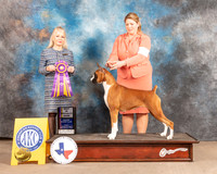 Boxer #44 Fri BISS Judge Vicky Seller Cushman