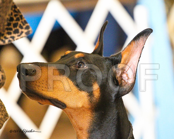 Dobe-7985