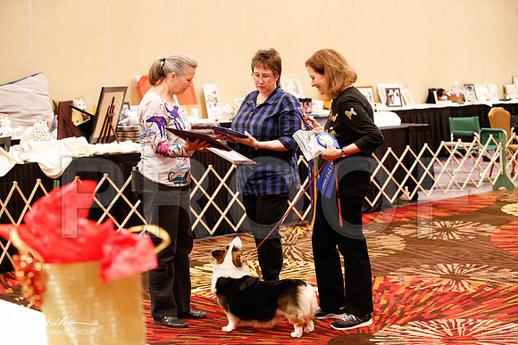 _JJ_8384-HstnCorgiFeb2015-HR3