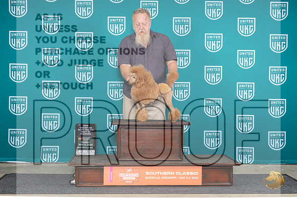 Poodle Miniature #193 Sun BFCH Judge Pamela Perdue__JP_6628_BatesvilleMS_2024_HR3