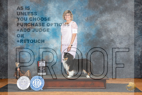 Shetland Sheepdog #6 Fri WBBOS Judge Karen Hynek__JP_7158_MARSHALL_2024_HR3