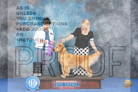 Golden Retriever #36 WED WB BOW M Judge Ann Yuhasz__JP_7402_Houston_2024_HR3