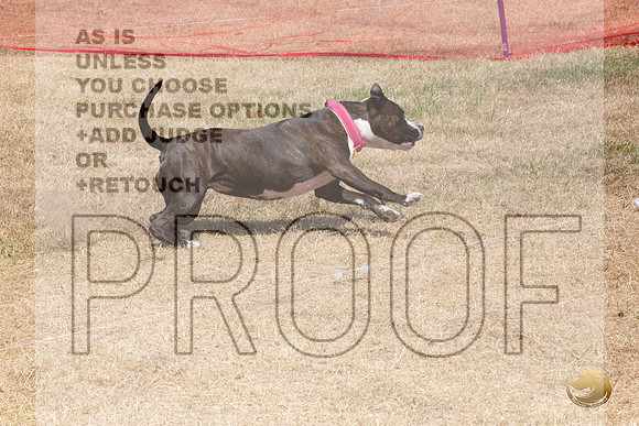 American Pitbull Terrier Percision Courcing Sat Longview WA 2024_JJL_3634_Longview WA_2024_HR3
