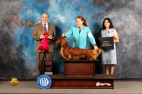 Dachshund Long Haired #11 WED G2 Judge Joe Walton