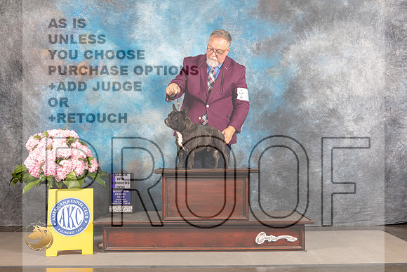 French Bulldog #27 Thur BOW Judge Joe Walton_MJ_4486_Houston_2022_HR3