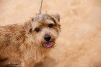 Norfolk Terrier Sat Ring