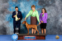 Vizsla #12 Wed PBISweeps Judge Joao Machado