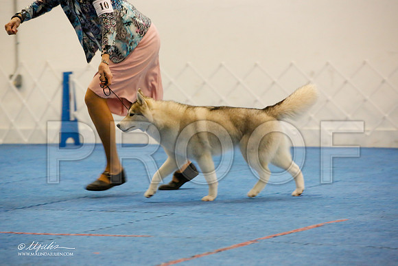 _M3_0714-AddisonHuskyMar2015-HR3