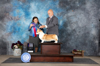 Pembroke Welsh Corgi #6 RBIS Judge Joan Liebes