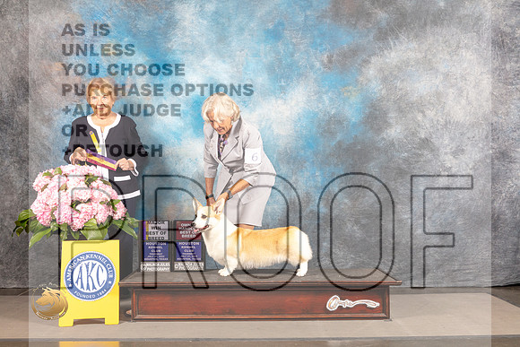 Pembroke Welsh Corgi #6 THUR BOB OHBOB Major Judge Polly Smith_MJ_4441_Houston_2022_HR3