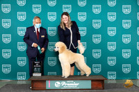 Poodle Std #1222 Sun BOW Judge Stan Matsumoto