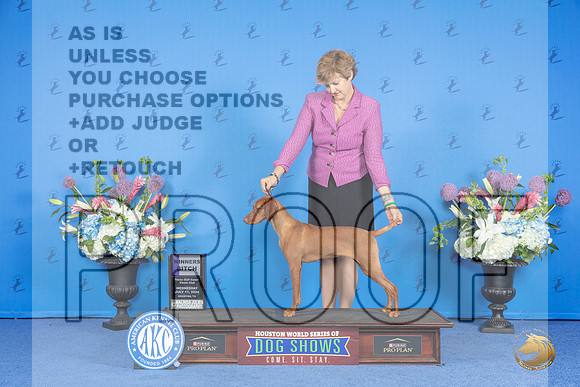 Vizsla #14 WED WB Judge Ann Yuhasz r__JP_0006_Houston_2024_HR3