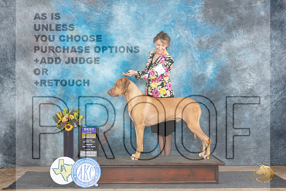Rhodesian Ridgeback #5 Fri BOB Judge Rick Gschwender__JP_9310_Abilene_2024_HR3