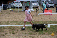 *Ringside Longview WA 2024 American Pit Bull Terrier #221
