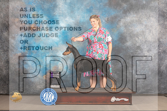 Doberman Pinscher # WED WB Judge Barbara Alderman_MJ_2325_Houston_2022_HR3