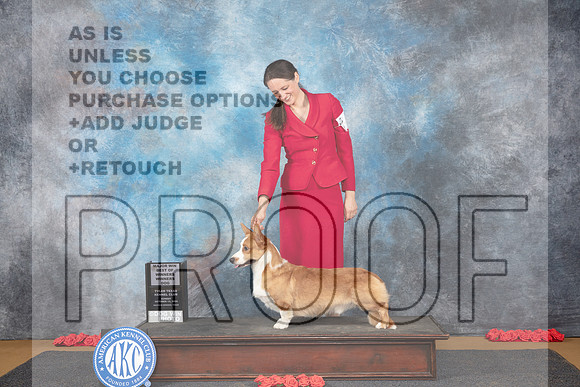 Cardigan Welsh Corgi #9 Sun WDBOWM Judge Beth Downey__JP_0584_Sulphur Springs_2024_HR3