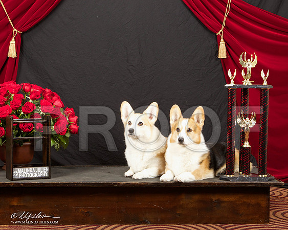 _ST_3384-HstnCorgiFeb2015-HR3