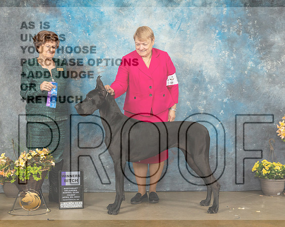 Great Dane #8 Fri WB Judge Carol Jean Nelson-MMJ_9378-NWARK2022-HR3