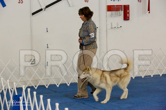 _M3_7963-AddisonHuskyMar2015-HR3