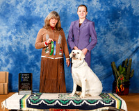 Labrador Retriever #R47 Rally Nov 1st Place JR HANDLER +a1
