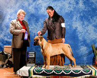 Bullmastiff #21 Sun WD