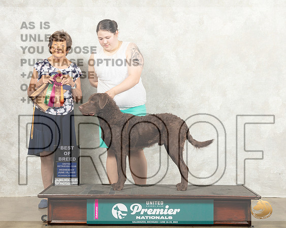 Chesapeake Bay Retriever #511 Wed BOB Judge Nancy Gallant_MMJ_6898_Premier_2022_HR3