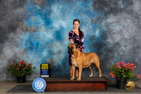 Bullmastiff #20 G3 Judge Wendy G Willhauck