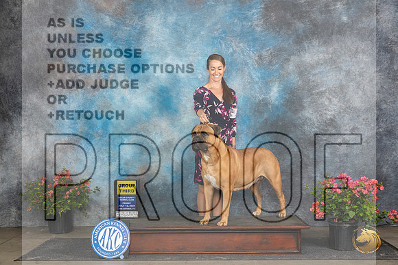 Bullmastiff #20 G3 Judge Wendy G Willhauck__JP_4475_San Antonio_2024_HR3