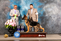 German Shepherd Dog #33 FRI BCH Judge?