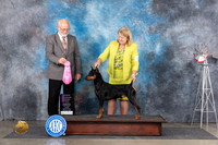 German Pinscher #5 Fri OHG1 Judge Gary Andersen