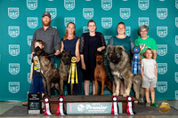 Cane Corso Thai Ridgeback Ovcharka Group TD Sat